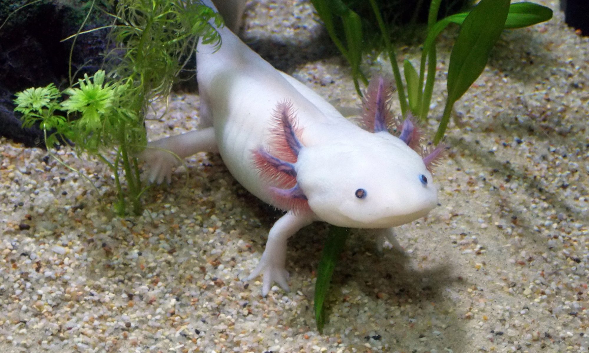 Bild von einem Weißling auf der Startseite axolotl-halten.de
